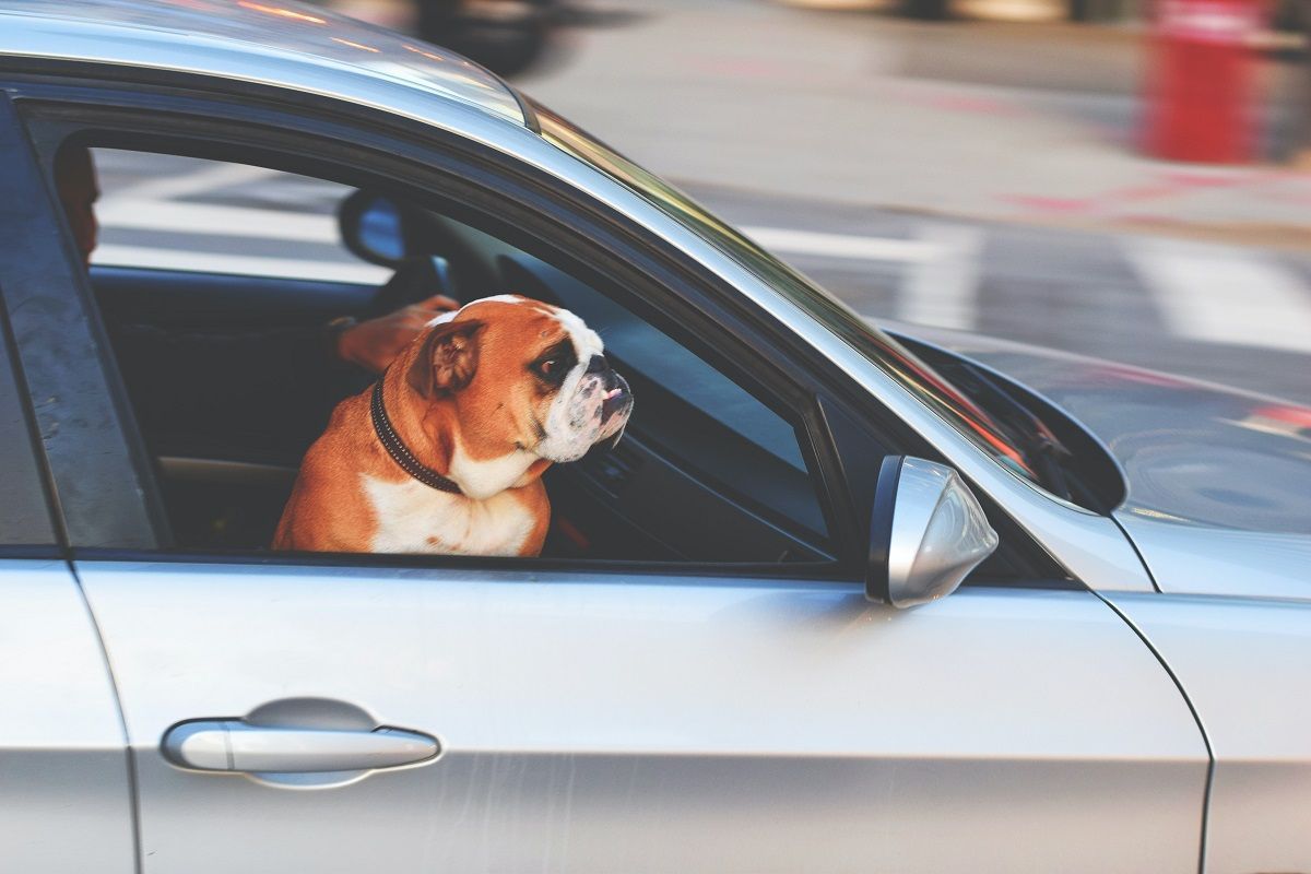 Kutyául fogja érezni magát, aki kötelező biztosítás nélkül autózik